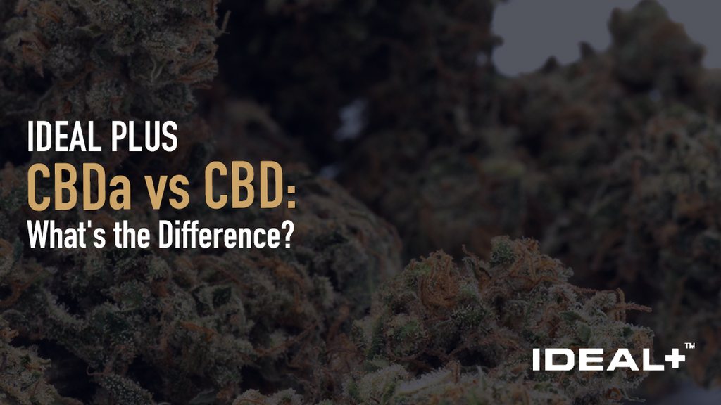 Learn how these two cannabinoids compare in terms of effects, bioavailability, research, and which one may be right for your wellness routine.