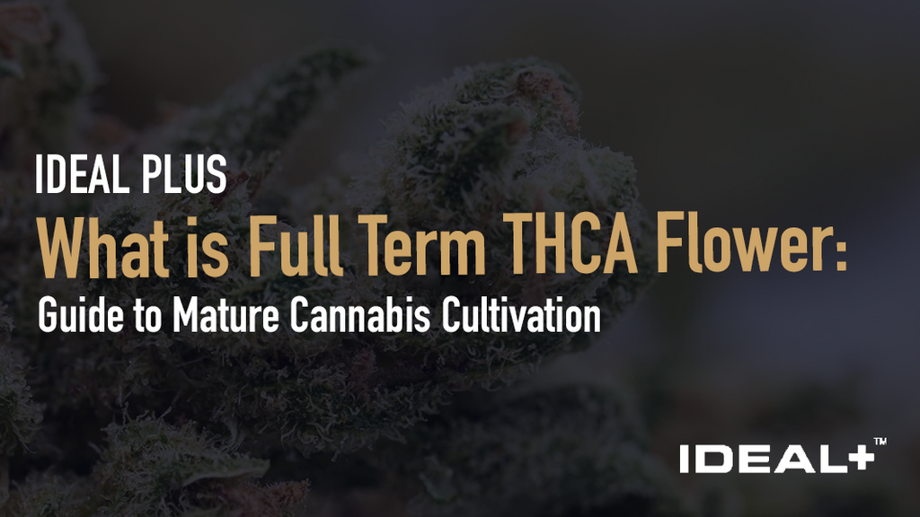 Guide to Mature Cannabis Cultivation