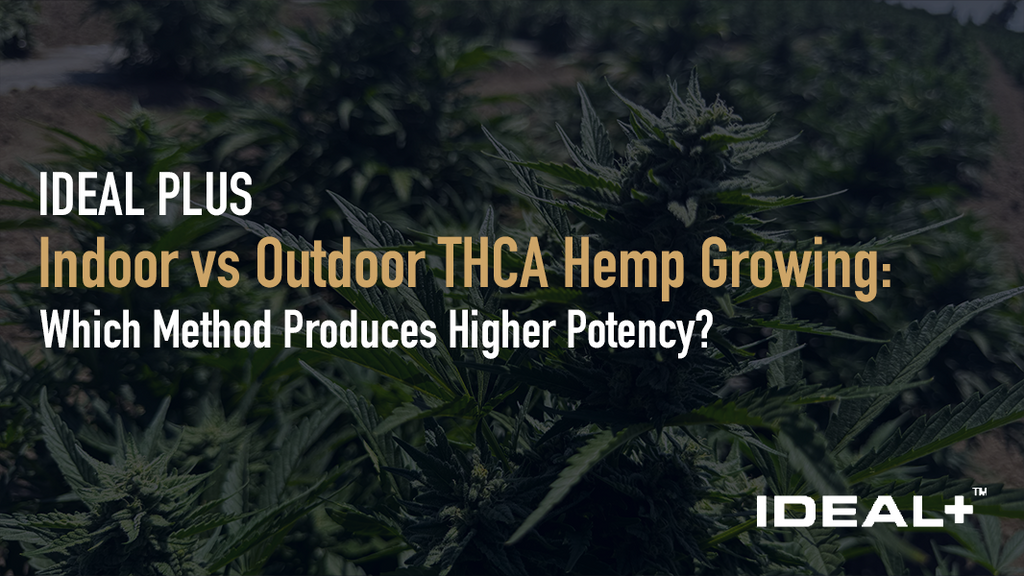 Indoor vs Outdoor THCA Hemp Growing