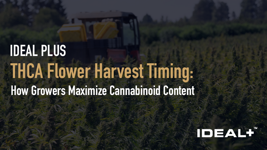 THCA Flower Harvest Timing