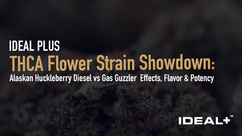 In the ultimate THCA flower strain showdown, Alaskan Huckleberry Diesel and Gas Guzzler go head-to-head on effects, flavor, and potency.