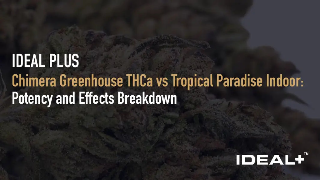 Chimera Greenhouse THCa vs Tropical Paradise Indoor