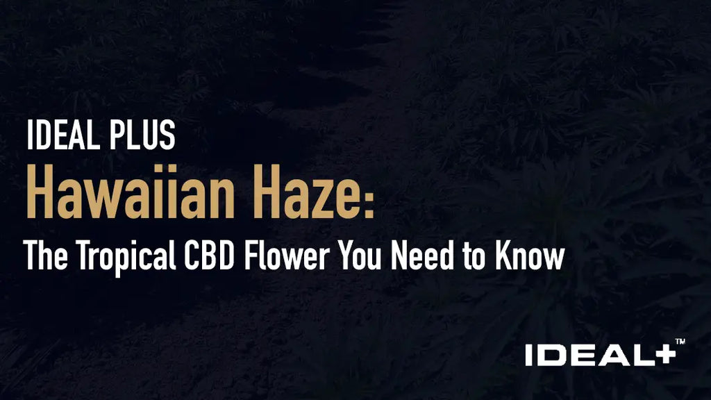 Hawaiian Haze: The Tropical CBD Flower You Need to Know