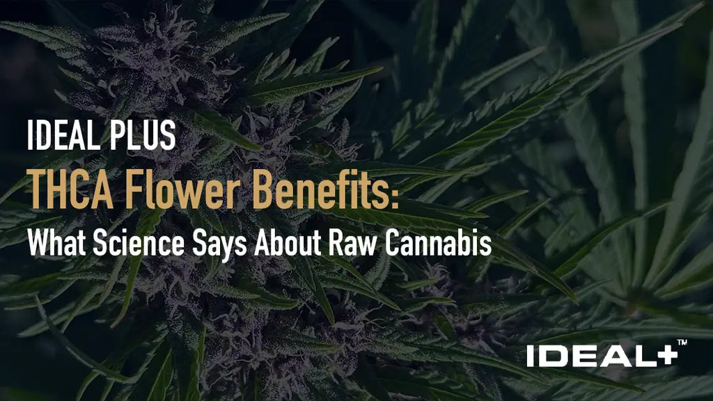 THCA Flower Benefits: What Science Says About Raw Cannabis