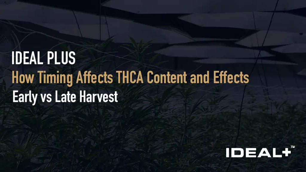 Early vs Late Harvest