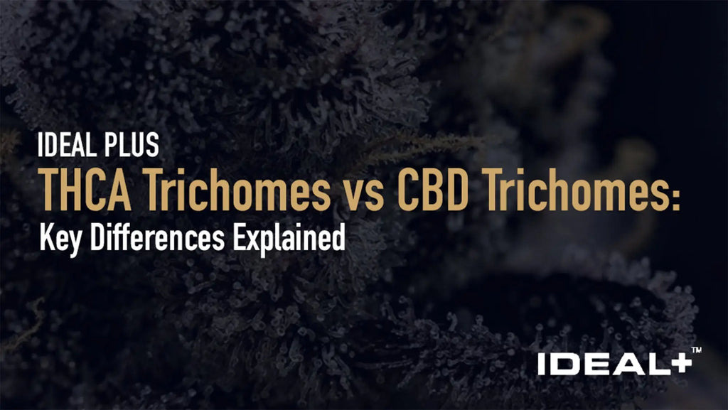THCA Trichomes vs CBD Trichomes