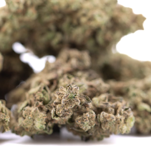 Fornicator THCa Hemp Flower Greenhouse Wholesale