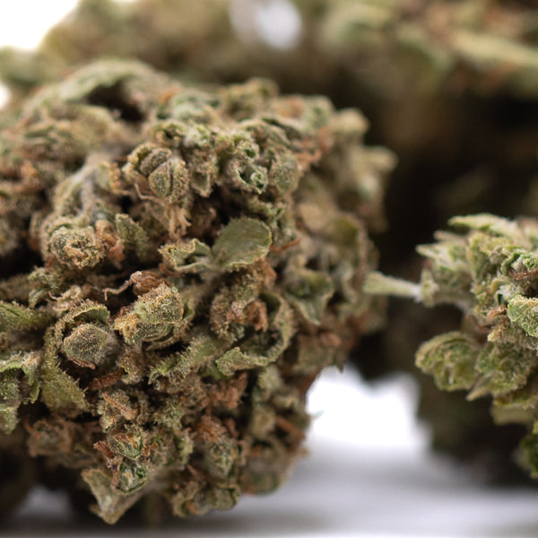 Glue CBD Hemp Flower Full-Term Wholesale