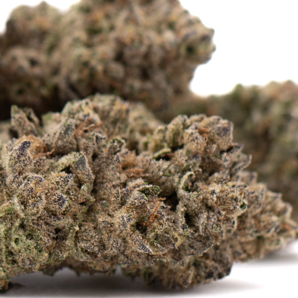 After Dark #2 Sunset Sherbet THCa Flower with dense green and brown buds