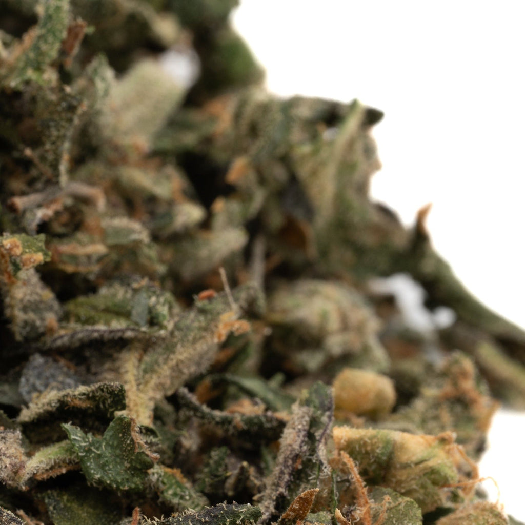 Dried cannabis flower of Blue Dream THCa Indoor Trim ready for use and enjoyment