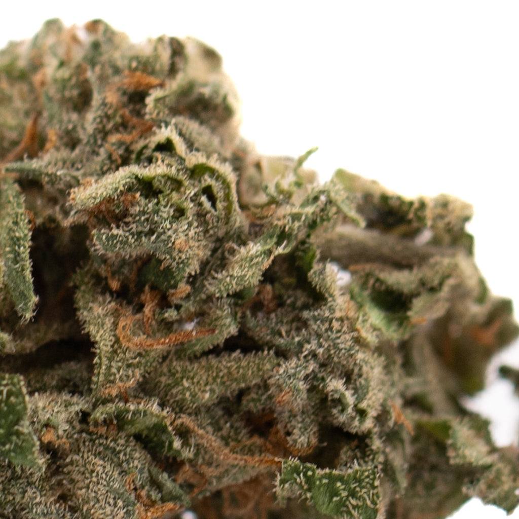 Close-up of Canal Street Runtz Indoor THCa Flower cannabis bud with trichomes and orange hairs