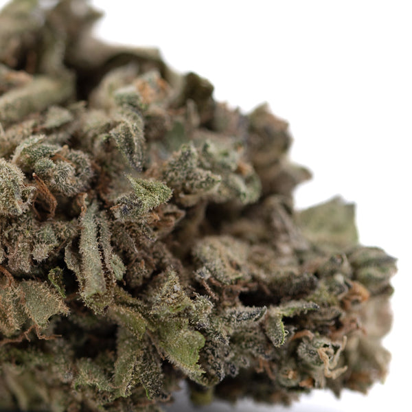 Cream Caramel THCa Flower: Frosty trichome hemp bud