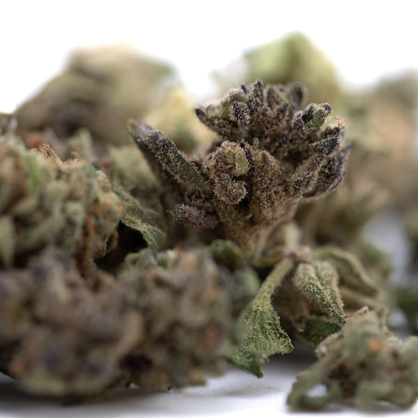 Premium Cream Caramel THCa Flower Smalls with dense green bud and trichomes