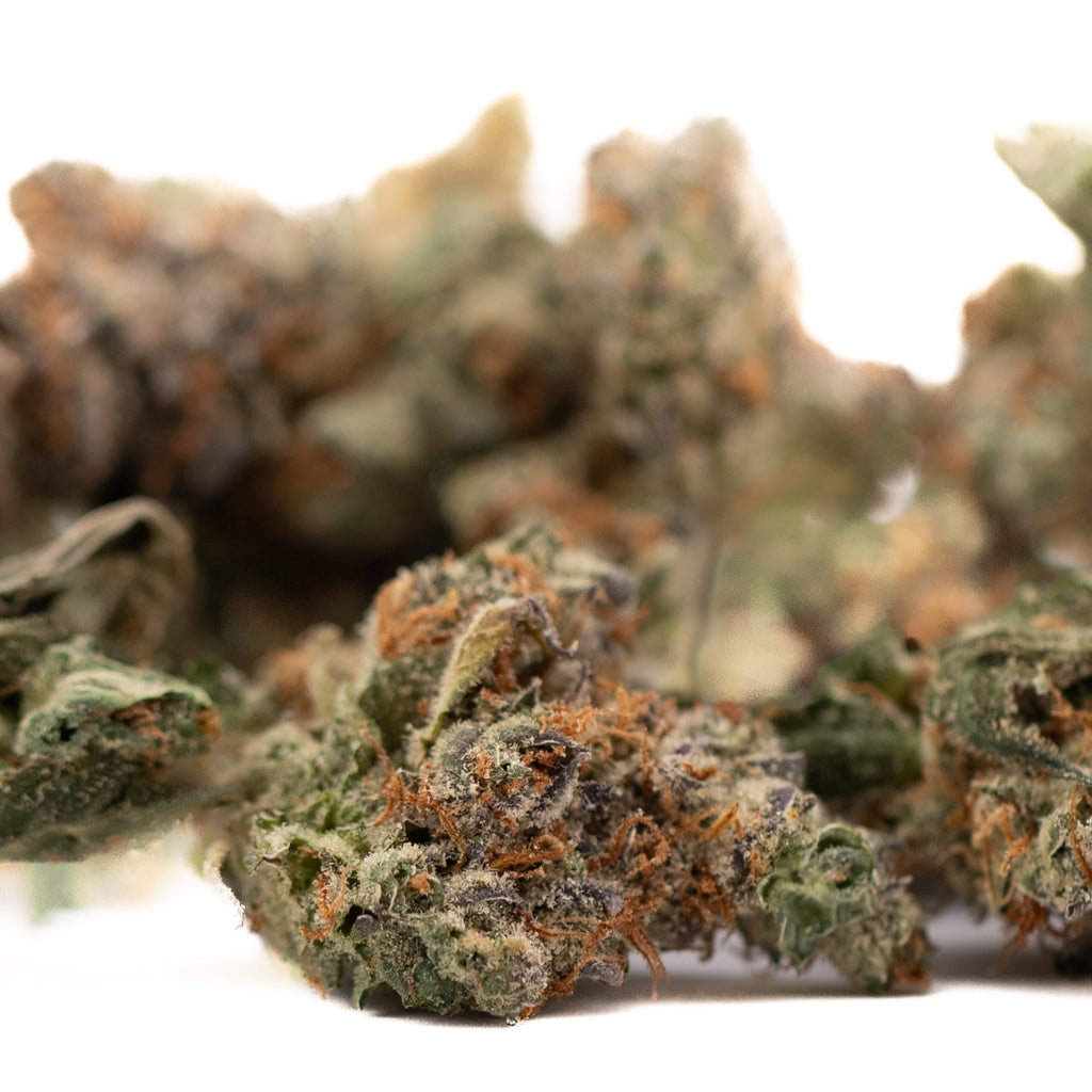 Gassa Purple Indoor THCa Flower Wholesale with colorful dried hemp flower buds