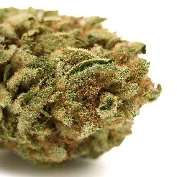 Close-up of Gorilla Glue THCa Hemp Flower showcasing trichomes and orange hairs