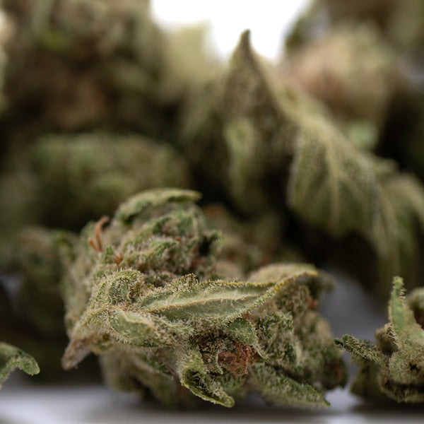 Premium Jelly Donut THCa Flower Smalls with green bud and white trichomes