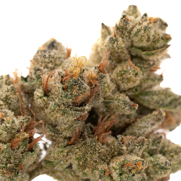 Dense trichome-covered Nascar THCa hemp flower bud in the Nascar THCa Hemp product line