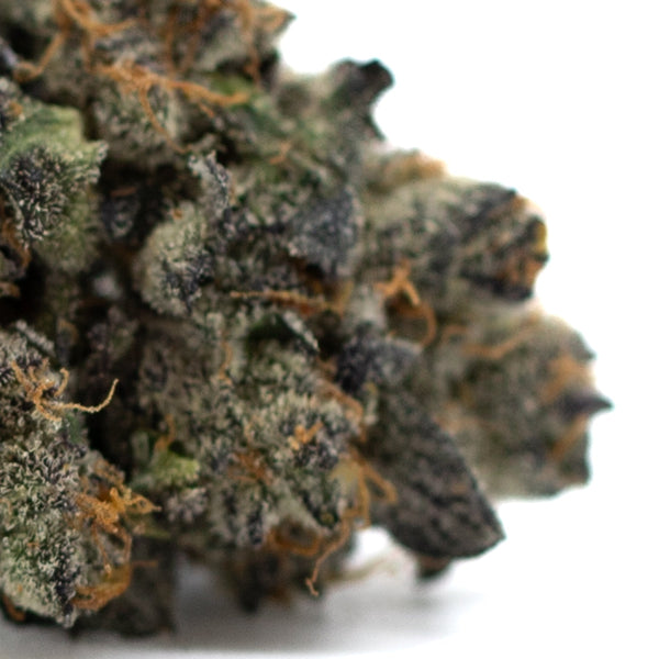 Dense Purple Wedding Cake Indoor THCa Flower bud with vibrant orange hairs