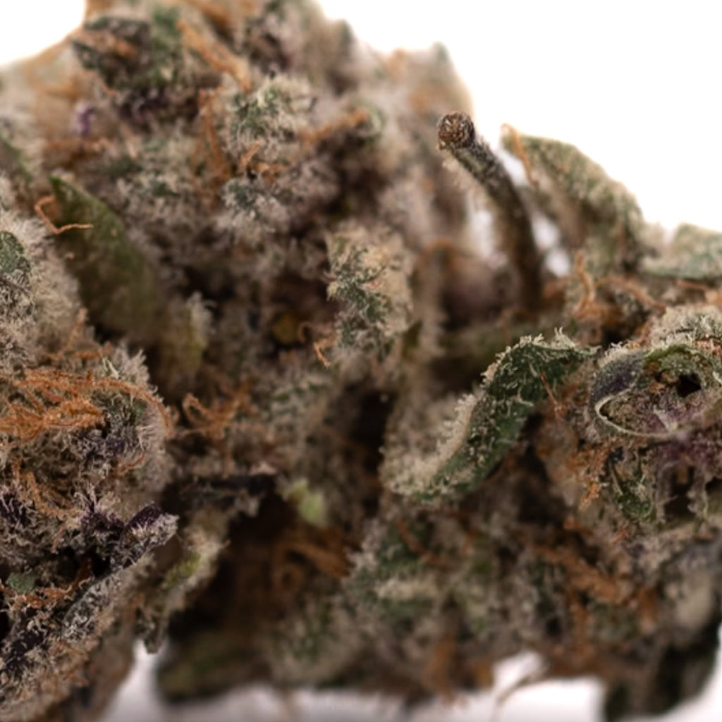 Close-up of Tropical Paradise Indoor THCa Flower hemp flower with trichomes and orange pistils