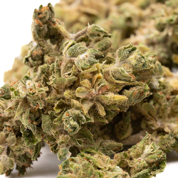 Tune CBD Hemp Flower - Plants