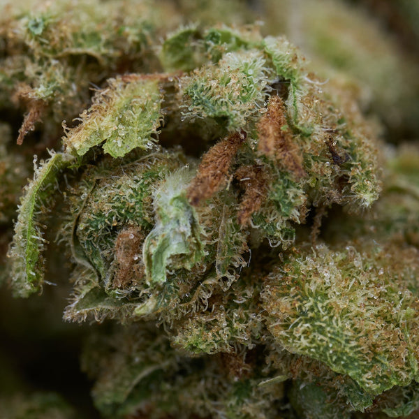 Close-up of Vanilla Frosting hemp flower with frosty trichomes and orange pistils